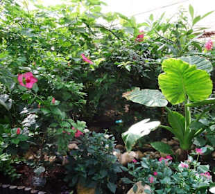 Rundgang durch den Jardin des Papillons