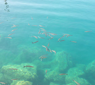 Klares Wasser und viele Fische