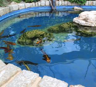 Verschiedene Fischeim Außenbereich