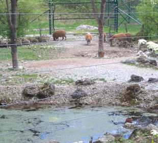 Südamerika Bereich - Pinselohrschweine