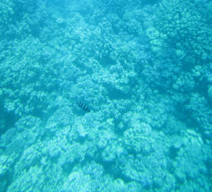 Schnorcheln Hurghada