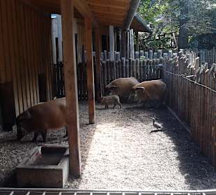 Schweine plus Ferkel