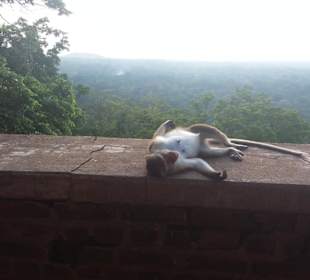 Elefantenreiten Sigiriya