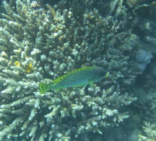 Unterwasserwelt Hausriff Arabia Beach