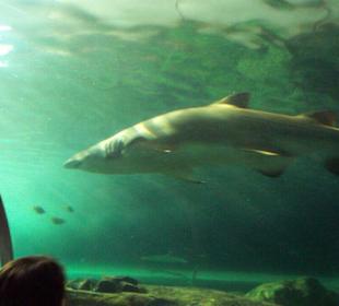 Haie, immer wieder atemberaubend