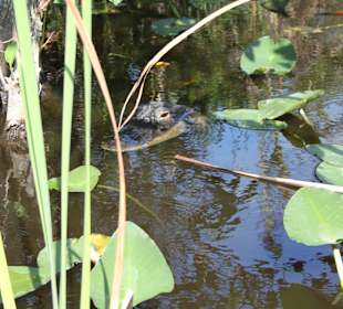Alligator im Gator Park