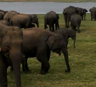 Safari im Nationalpark