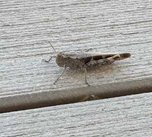 Bucht von Cala Fornells