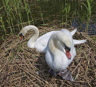 Schwanenpaar am See