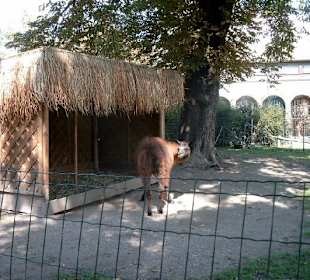 Lama