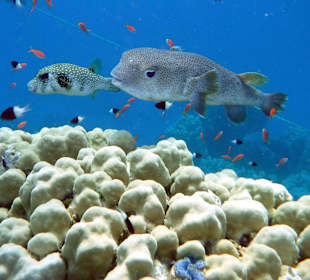 Rwelt Riff Rohanou Beach Resort