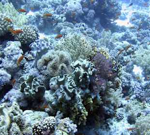 Nurkowanie w Sharm el Sheikh - podwodne życie