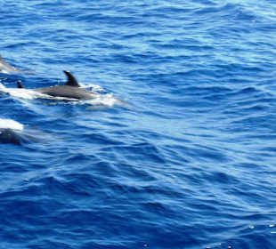 Stado Delfinów -okolce Tawila Island