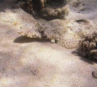 Podwodne życie w Abu Dabab