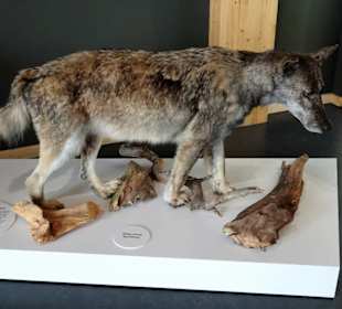 Fauna von Meer und Küste im Besucherzentrum