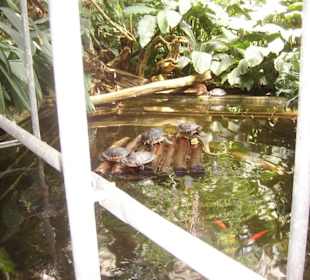 Kaiman und Wasserschildkröten