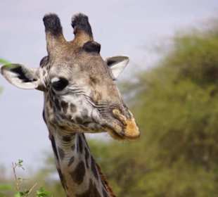 Giraffe
