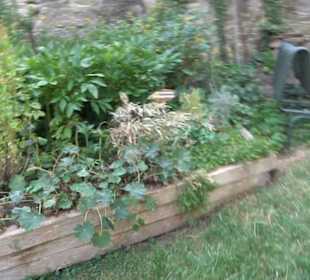 Interkultureller Gemeinschaftsgarten