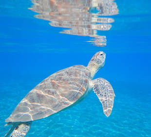 Schnorcheln Marsa Alam