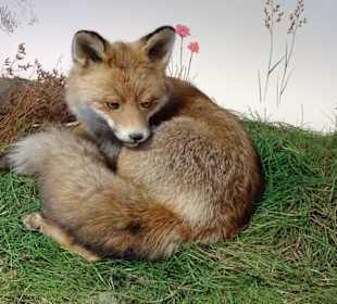 Tiere aus dem Nationalpark Wattenmeer