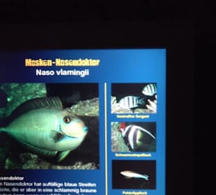  Lego X-Treme - Legoland Atlantis by SEA LIFE