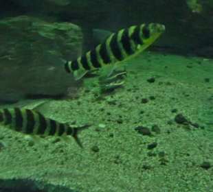 Tierpark Hellabrunn - Fische