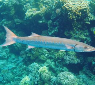 Schnorcheln Marsa Alam