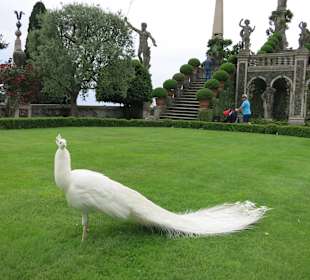 Mein erster weisse Pfau