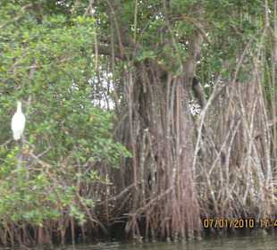Mangrove im Nationalpark Los Haitises