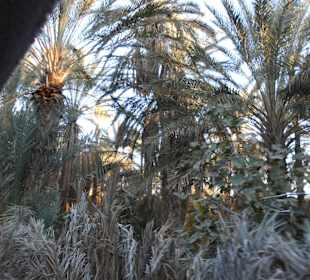 Palmenoase und Kutschfahrt