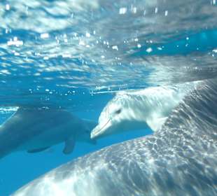 16 Delfine ganz nah