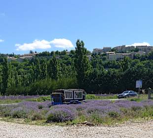 Sault Village and lavender field