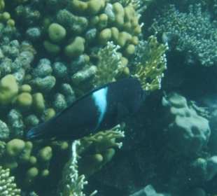 Schnorcheln Abu Dabbab