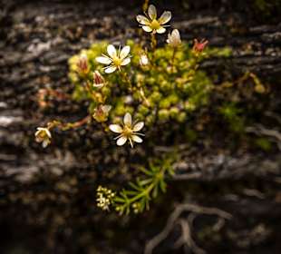 Wandern Ramsau am Dachstein