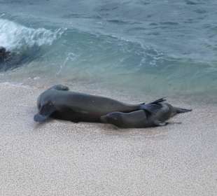 Viele Seelöwen teilweise mit Jungtieren
