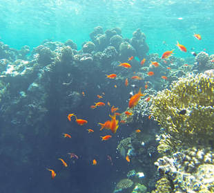 Korallen u. deren Bewohner IV