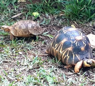Mnarani Marine Schildkröten Conservation