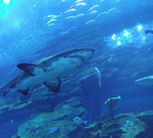 Besuchertunnel mit Pracht-Hai