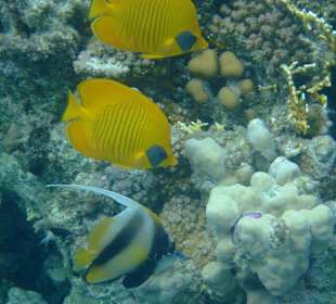 Beim Schnorcheln entdeckt