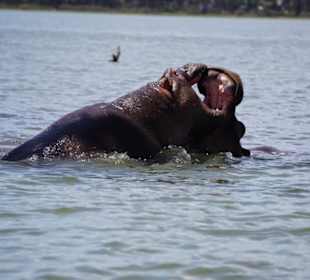 Lake Naivasha - Nilpferde