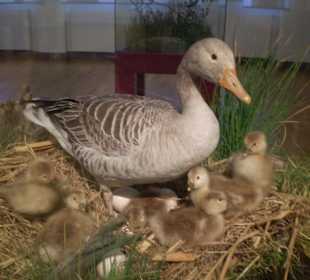 Zoologisches Forschungsmuseum Alexander Koenig