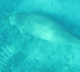 Schnorcheln Marsa Alam