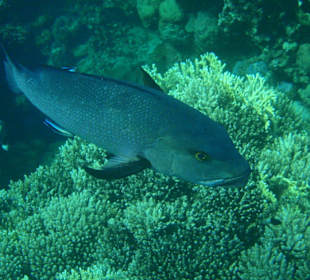 Eine großer Lippfisch? Hotel Tulip Resort