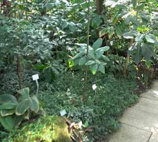 Gewächshäuser Botanischer Garten
