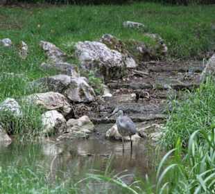 Ein Reiher beim Fischen