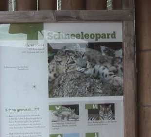 Südamerika Bereich - Schneeleopard