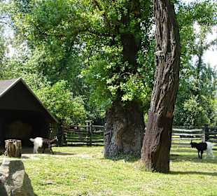 Zwierzęta w ZOO