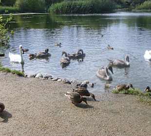 Parkanlage im Außenbereich Müritzeum