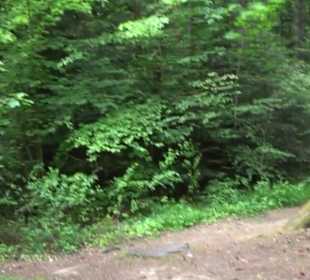 Hochseilgarten Hallwangen