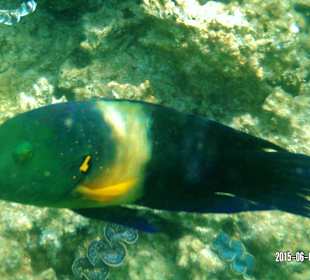 Beim Schnorcheln - Besenschwanz Prachtlippfis